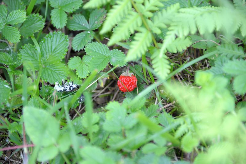 DSC_3092.jpg