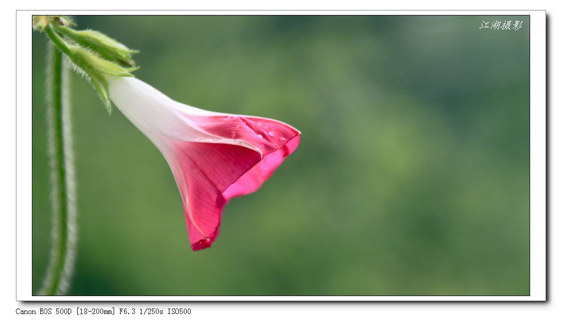 Ƭ 011.jpg