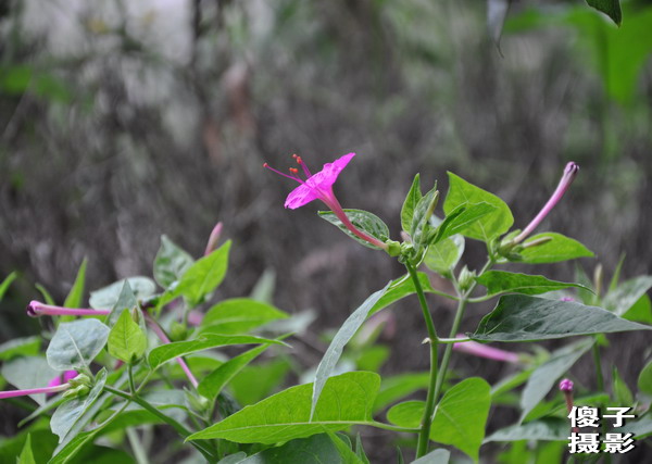 DSC_0082.jpg