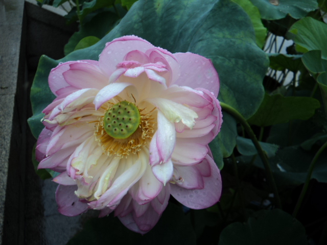 DSC00406.JPG