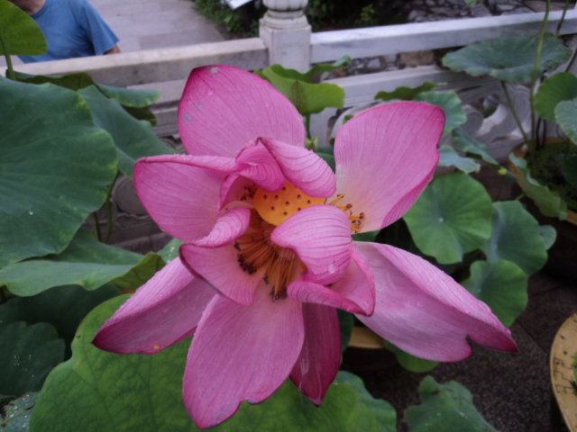 DSC00410.JPG