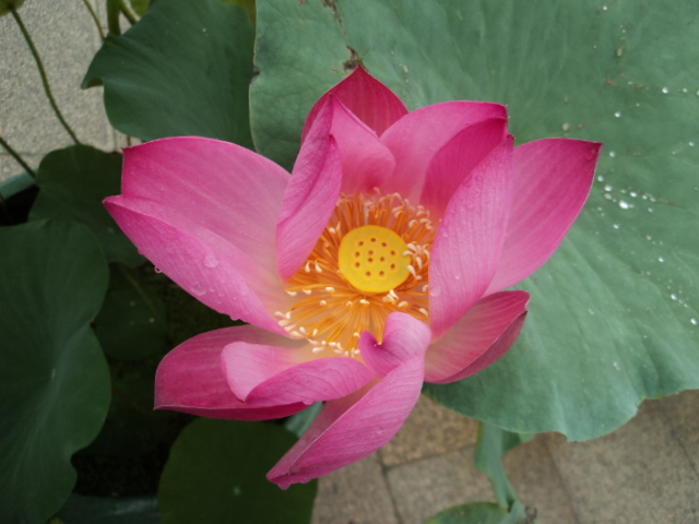 DSC00420.JPG