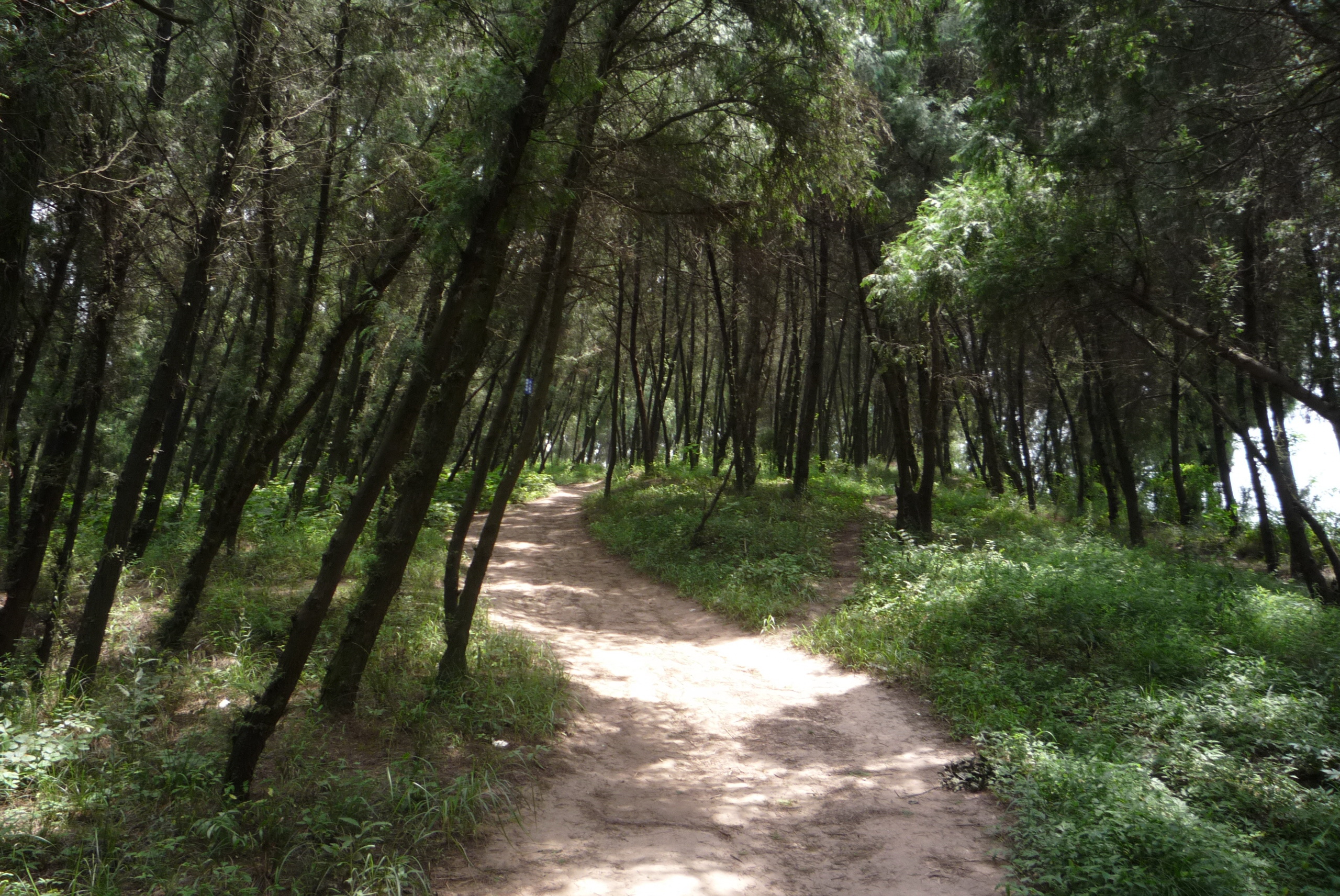 P1000987.jpg