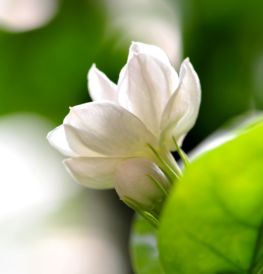 芬芳美丽的茉莉花