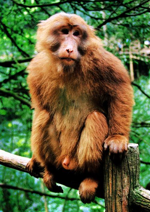 峨眉山灵猴~乖得很!(是我以往收集的图片哈)