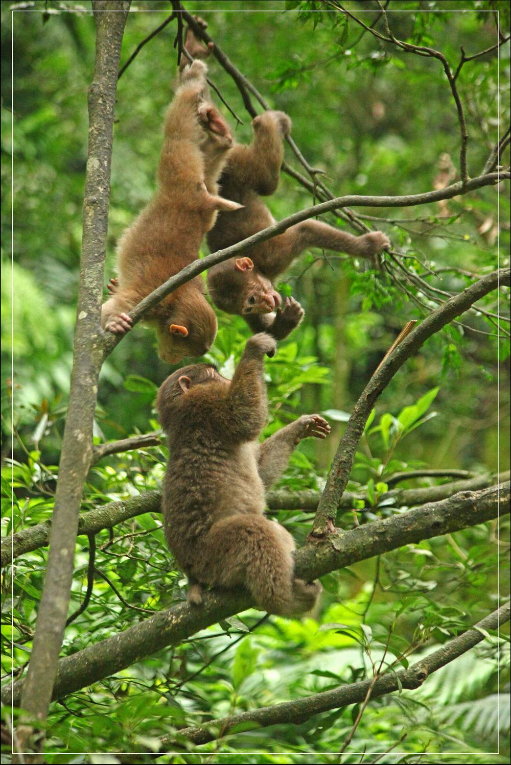 峨眉山灵猴乖得很是我以往收集的图片哈