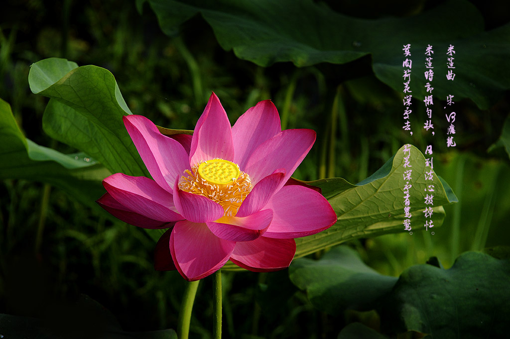 ˮ   ޺ɻ (10).JPG
