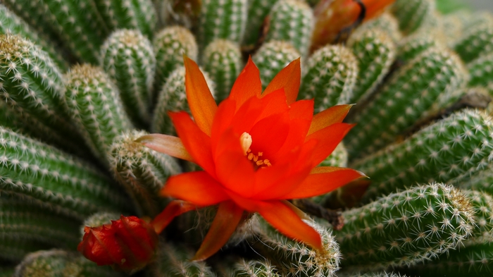 微距---仙人棒花