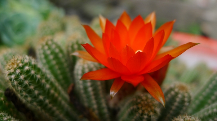 微距---仙人棒花