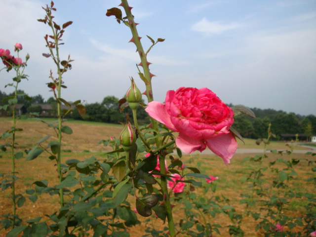 DSC02349.JPG