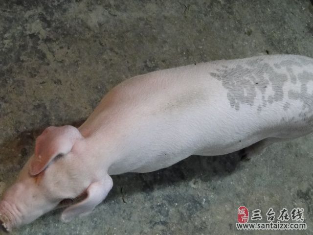 20110807173927318.jpg