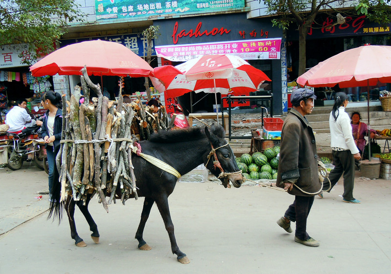 西昌城市牧马何时休啊?