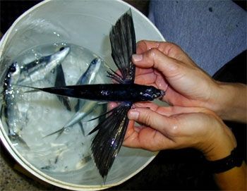 飞鱼,炸起吃了安逸!