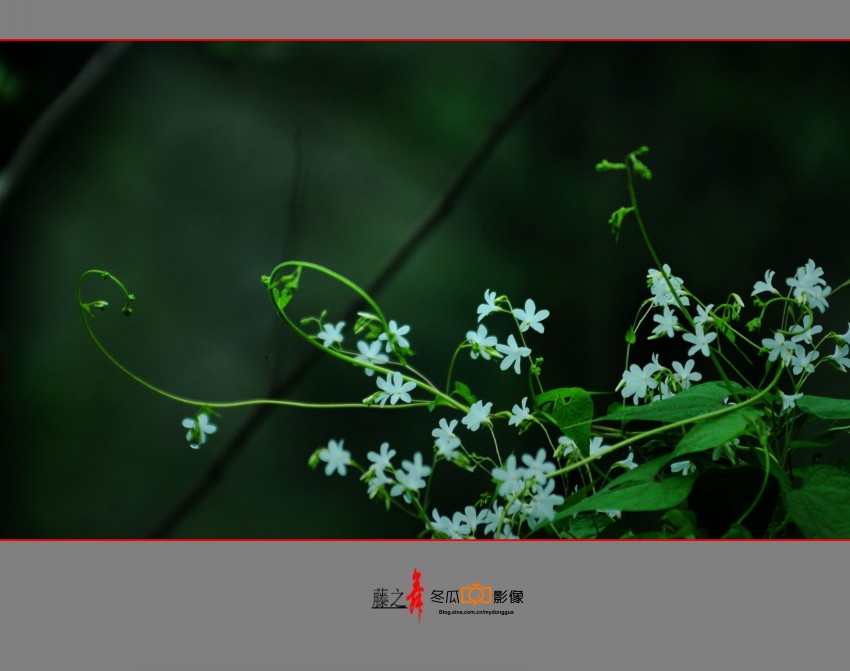 DSC_0637_conew1.jpg