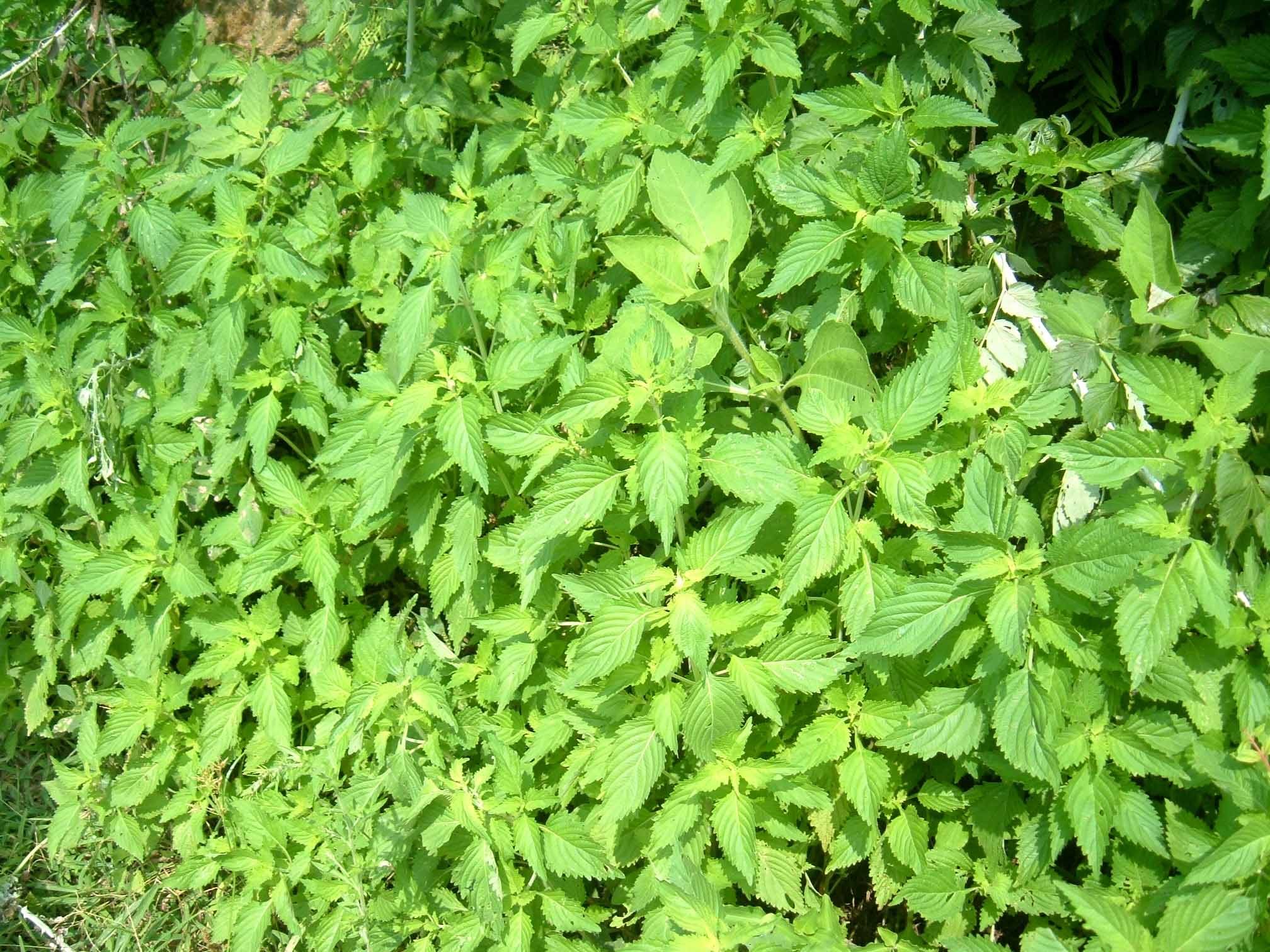 DSCF3029.jpg