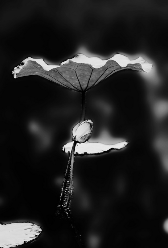 一组荷花黑白照片