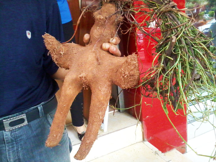 笑料抓拍到了一个特大"人参娃娃"(图)