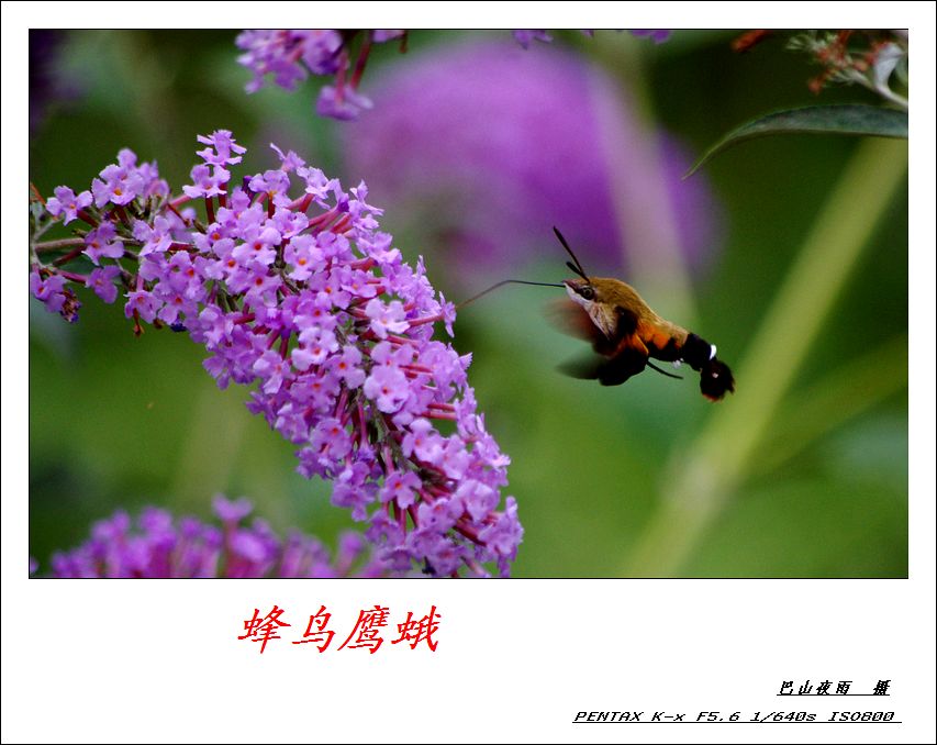 IMGP7918111.jpg