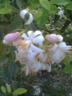 IMG0380A.jpg