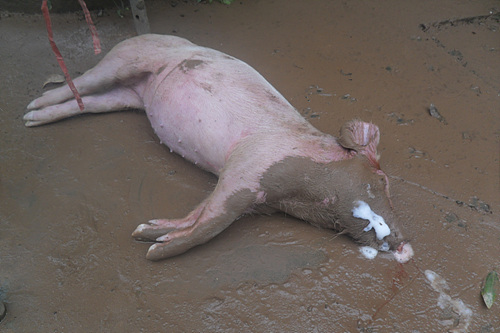 猪殇——巴州区惠昌生猪养殖场受灾记实