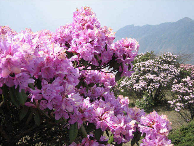 会理龙肘山杜鹃花图片图片