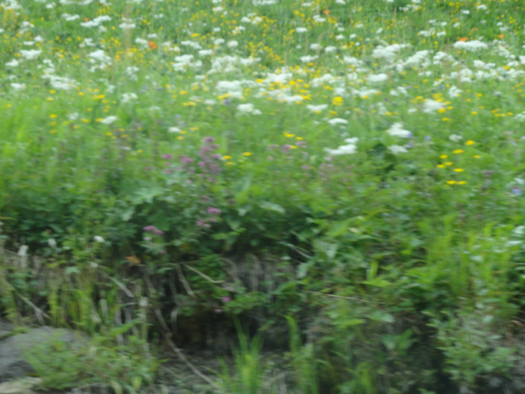 DSC01358.jpg