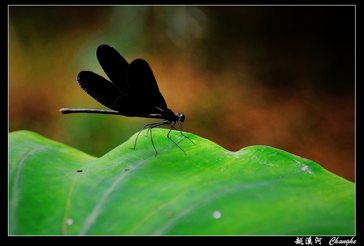 DDDSC_7620.jpg