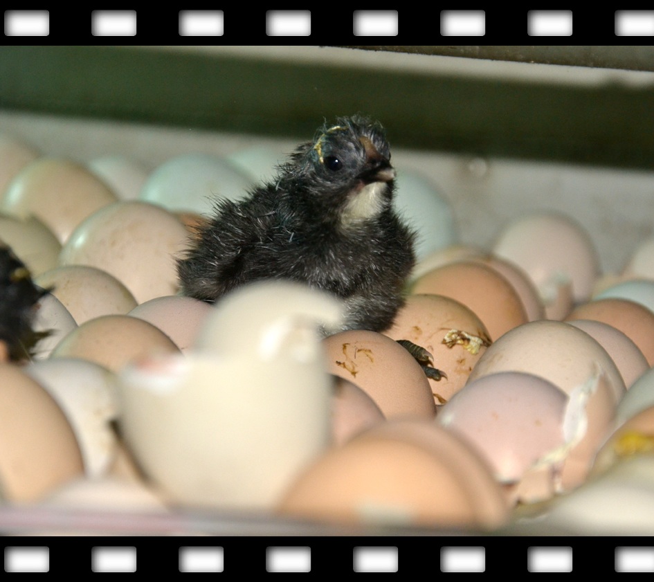 刚刚出壳的旧院黑鸡