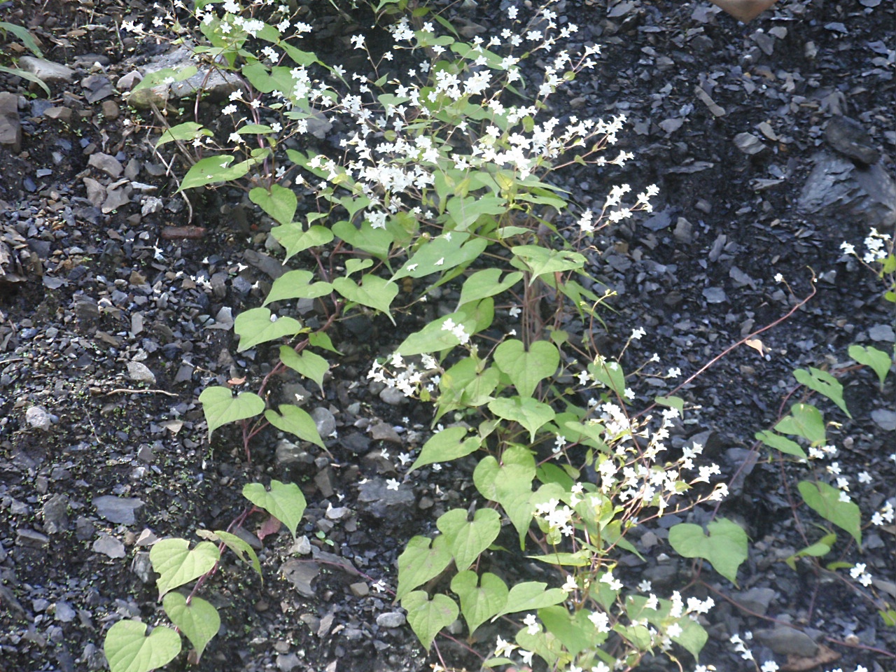 PA050272.JPG