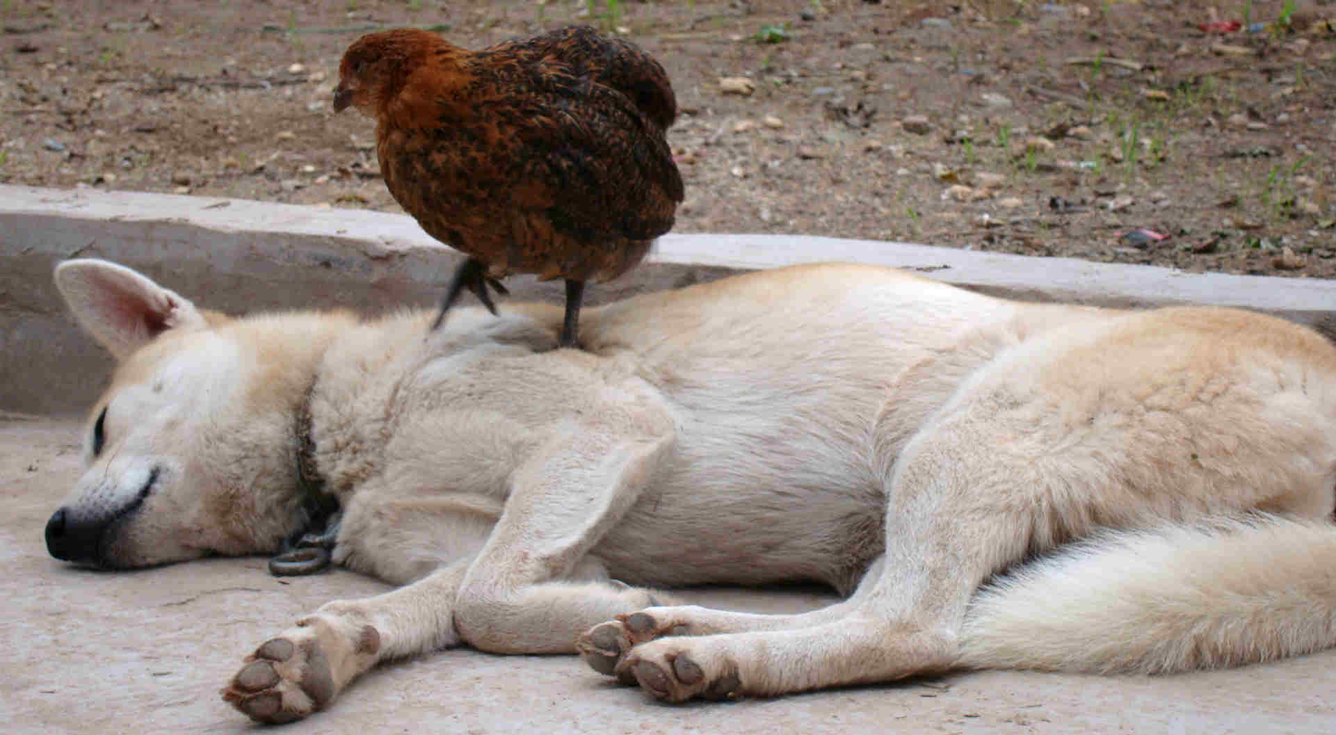 从鸡飞狗跳到鸡在狗身上睡觉