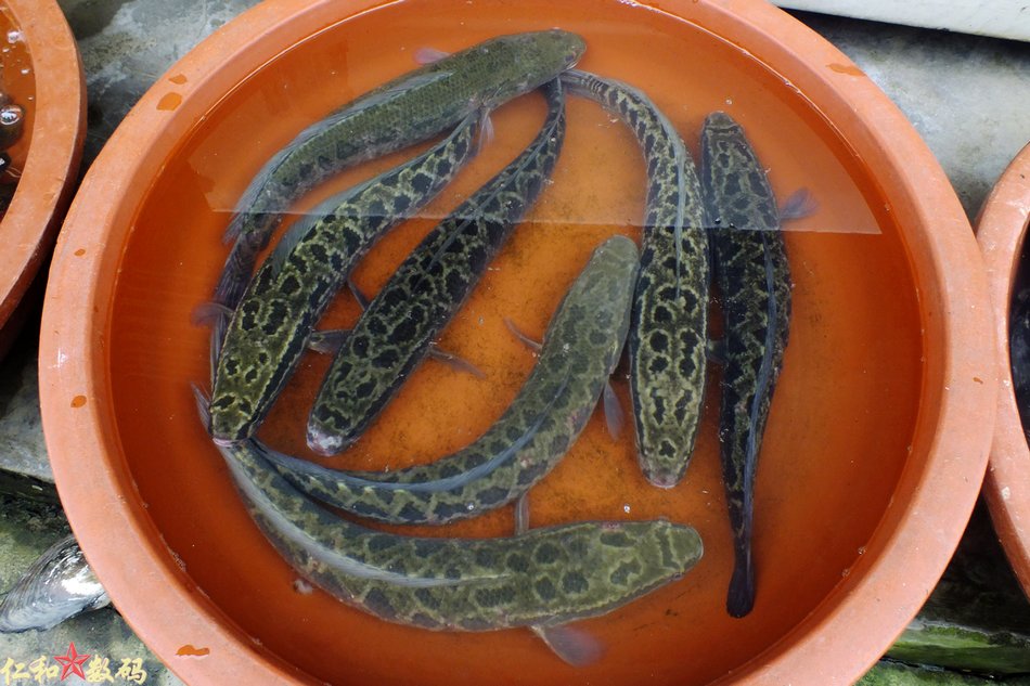 南湖的鱼 蚌 虾