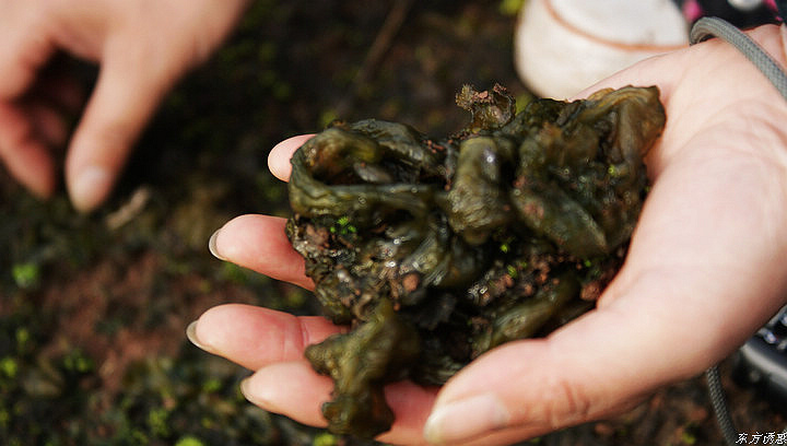 地上有地母,听说可以吃