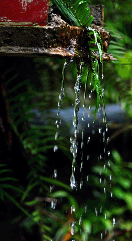 DSC_0781p.gif