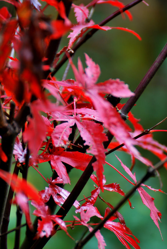 DSC_3787.jpg