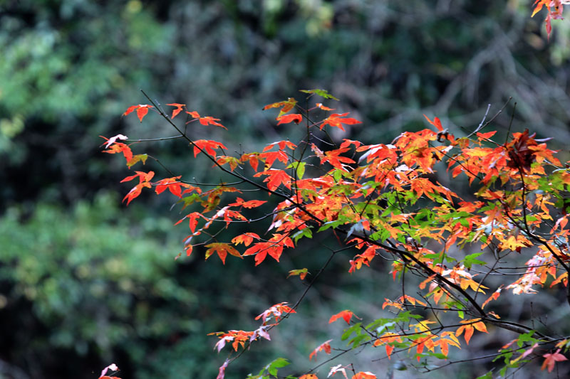 _MG_3711.jpg