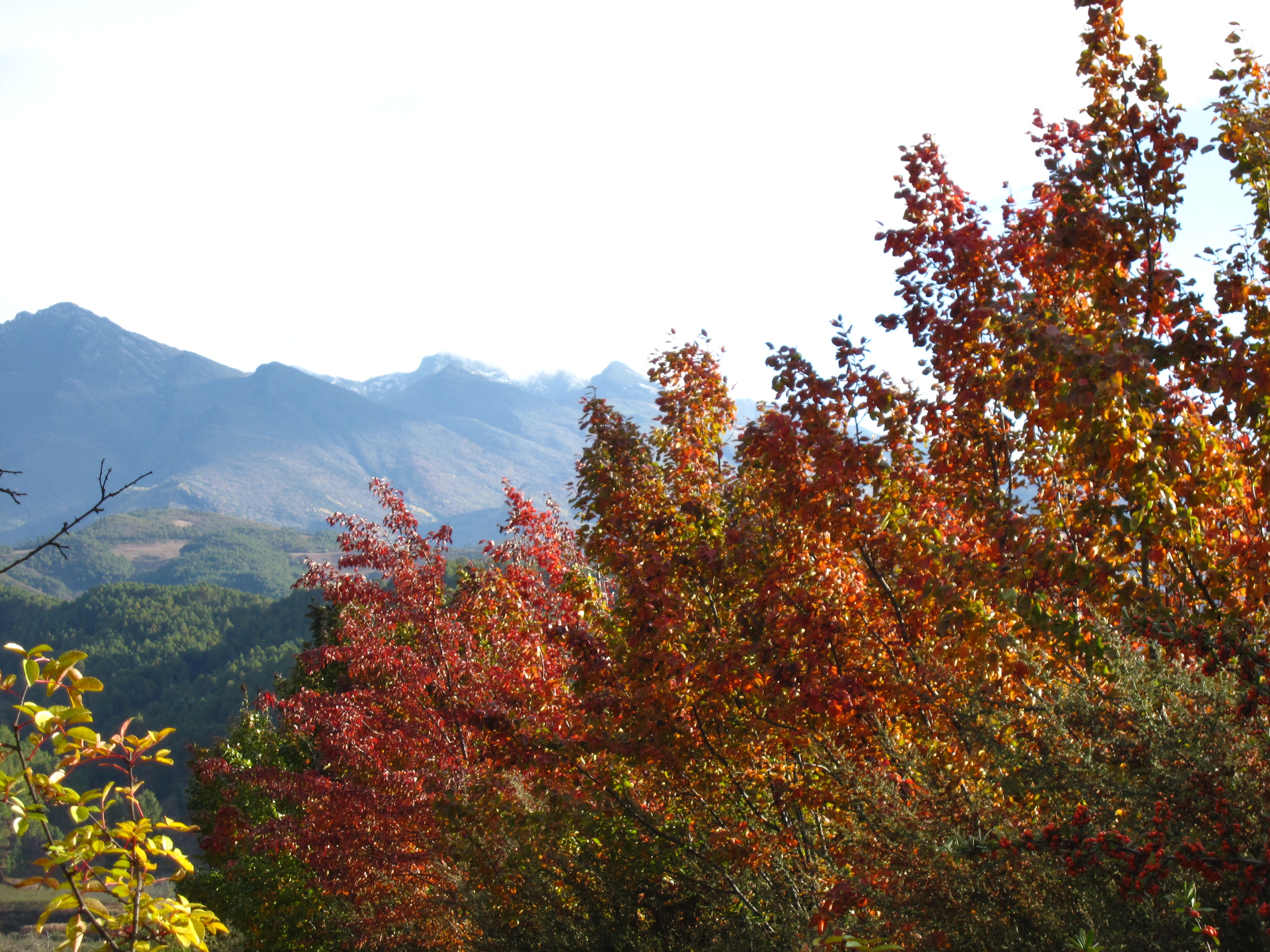2011 11 6 ﾰ 161.jpg