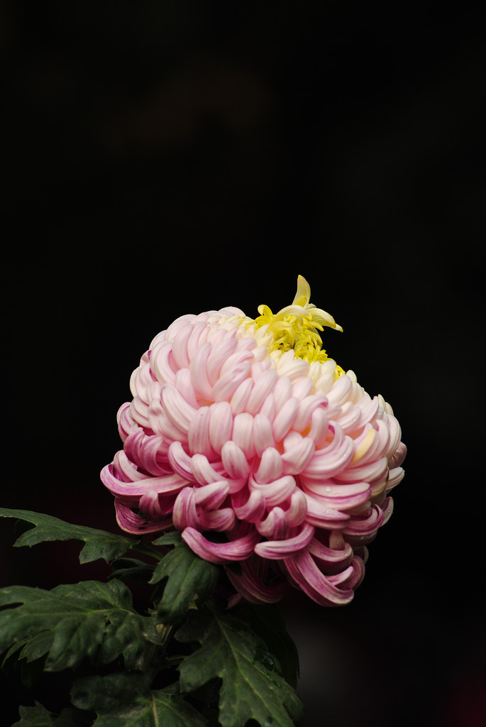 清香移在菊花枝