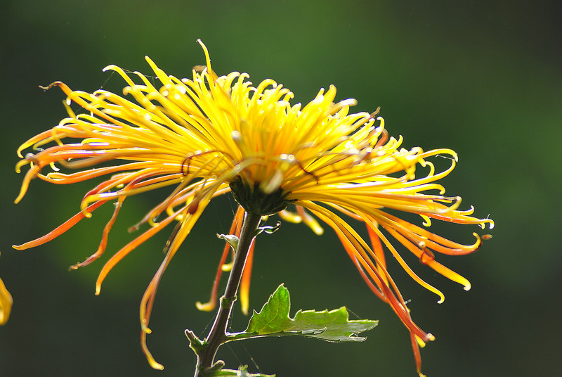 清香移在菊花枝
