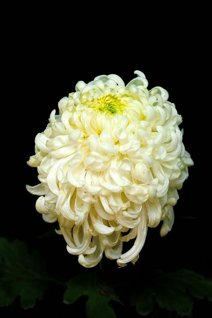 清香移在菊花枝