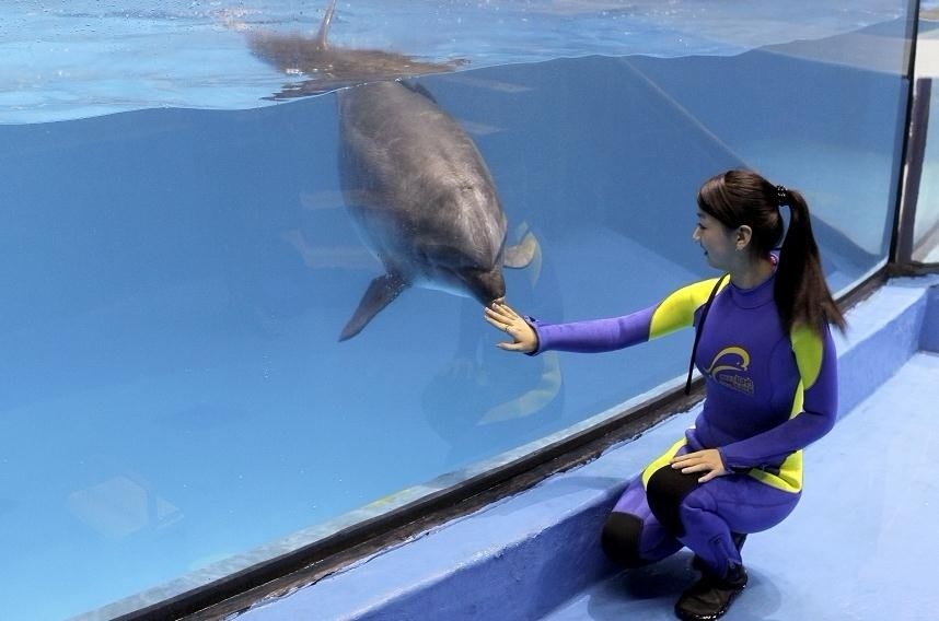 在极地海洋世界当驯养师