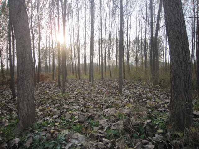 IMG_3126.JPG