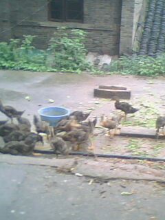 IMG2832A.jpg