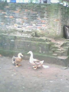 IMG2854A.jpg