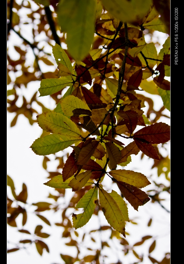 IMGP2964.jpg