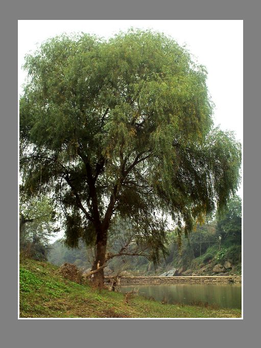 PICT0110.JPG