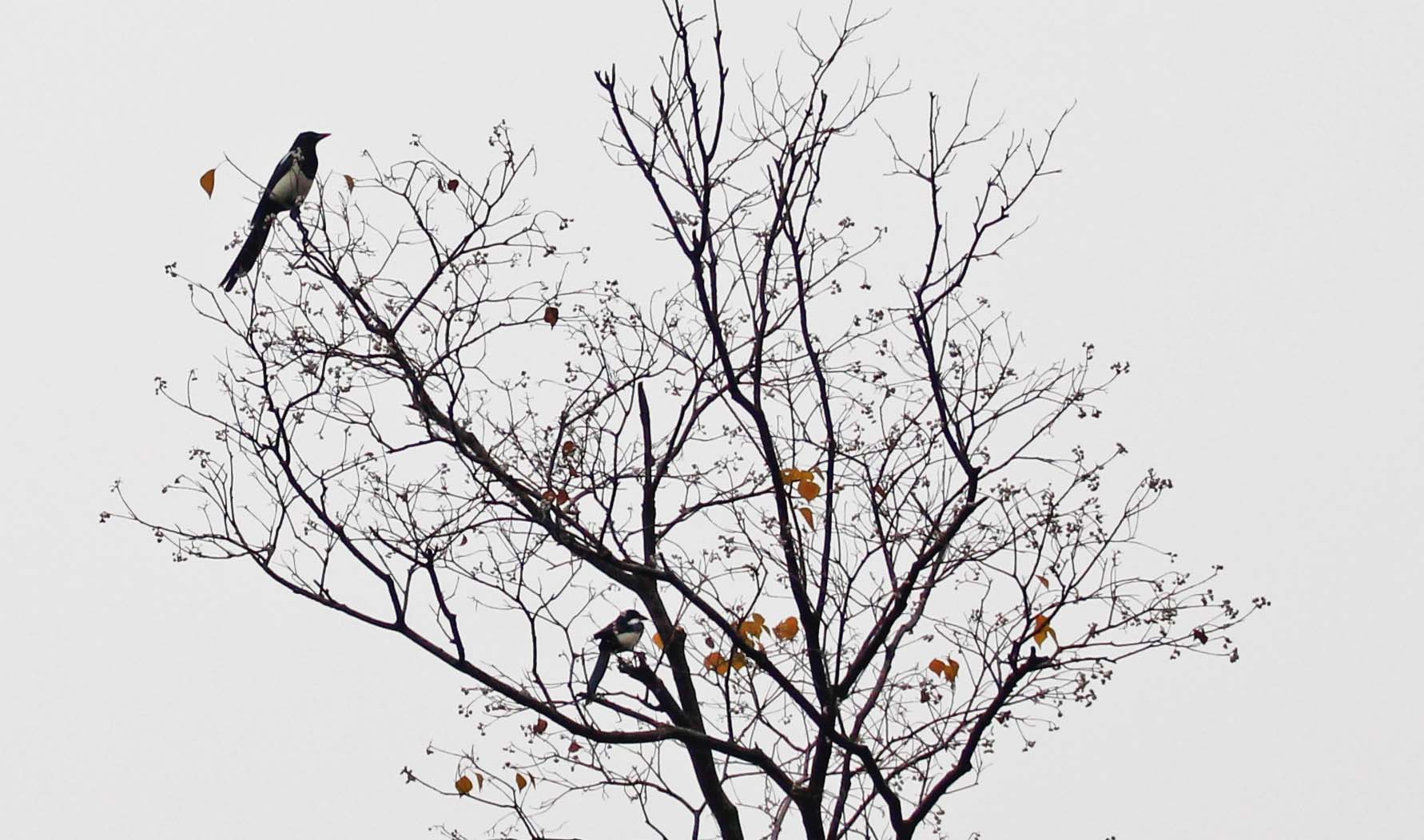 树上鸟儿成双对.-通江论坛-麻辣社区