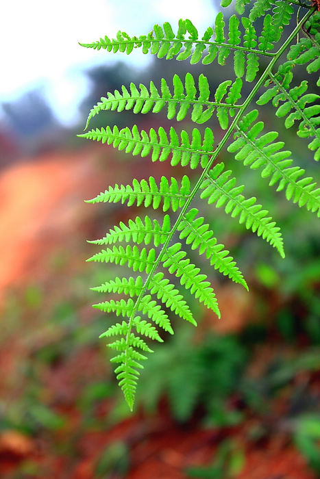 20111127113196282.jpg