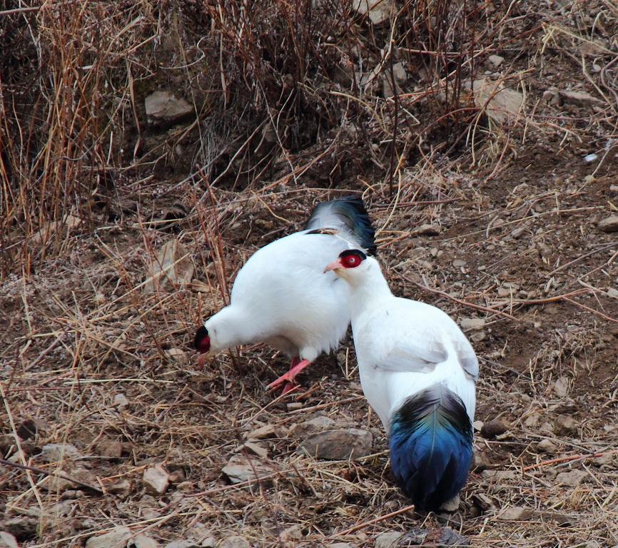 重发 国家级保护动物__马鸡
