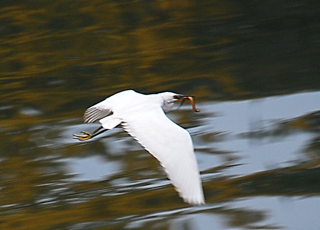 DSC_0111-a.jpg