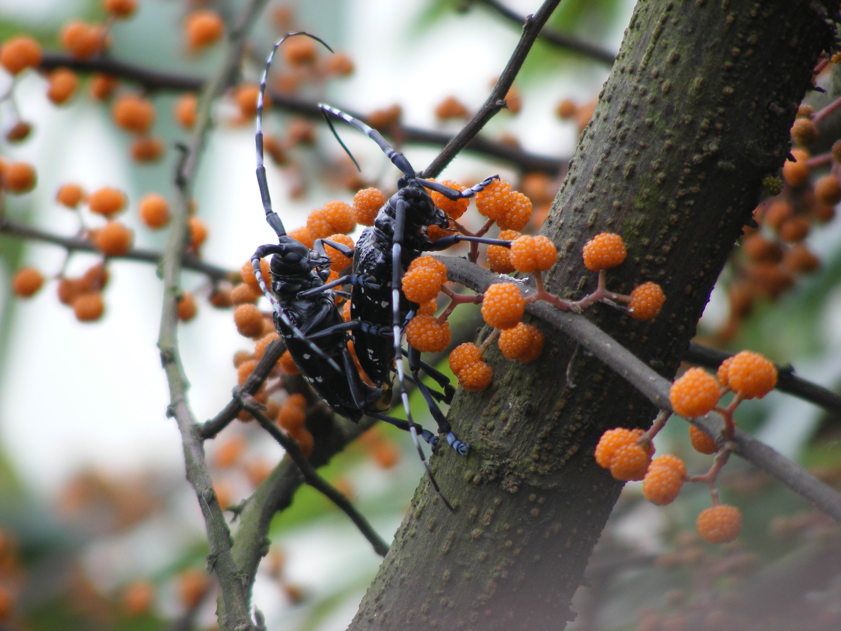 牵牛的幸福虫生绝对精华拍照不易进入请支持下